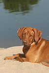 hundefotos rhodesian_ridgeback