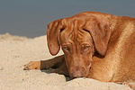 hundefotos rhodesian_ridgeback
