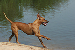 hundefotos rhodesian_ridgeback