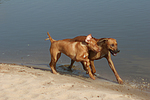 hundefotos rhodesian_ridgeback