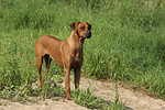hundefotos rhodesian_ridgeback
