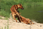 hundefotos rhodesian_ridgeback