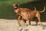 hundefotos rhodesian_ridgeback
