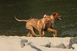 hundefotos rhodesian_ridgeback