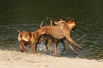 hundefotos rhodesian_ridgeback