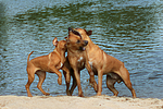 hundefotos rhodesian_ridgeback