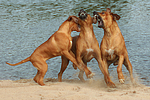 hundefotos rhodesian_ridgeback