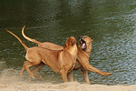 hundefotos rhodesian_ridgeback
