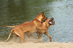 hundefotos rhodesian_ridgeback