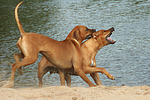 hundefotos rhodesian_ridgeback