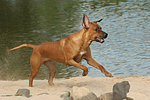 hundefotos rhodesian_ridgeback