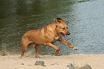 hundefotos rhodesian_ridgeback
