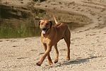 hundefotos rhodesian_ridgeback