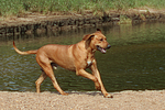hundefotos rhodesian_ridgeback