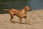 hundefotos rhodesian_ridgeback