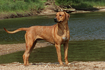 hundefotos rhodesian_ridgeback