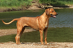 hundefotos rhodesian_ridgeback