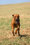 hundefotos rhodesian_ridgeback