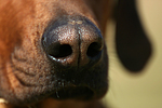 hundefotos rhodesian_ridgeback