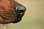 hundefotos rhodesian_ridgeback