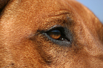 hundefotos rhodesian_ridgeback