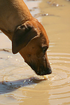 hundefotos rhodesian_ridgeback