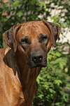hundefotos rhodesian_ridgeback