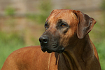 hundefotos rhodesian_ridgeback