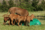 hundefotos rhodesian_ridgeback