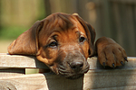 hundefotos rhodesian_ridgeback