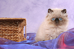 katzenfotos perser_colourpoint