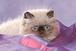 katzenfotos perser_colourpoint