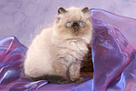 katzenfotos perser_colourpoint