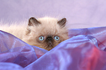 katzenfotos perser_colourpoint