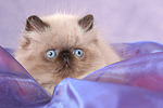 katzenfotos perser_colourpoint