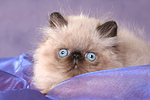 katzenfotos perser_colourpoint