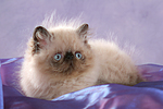 katzenfotos perser_colourpoint