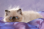 katzenfotos perser_colourpoint