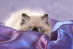 katzenfotos perser_colourpoint