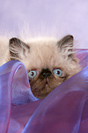katzenfotos perser_colourpoint