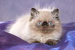 katzenfotos perser_colourpoint