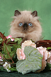 katzenfotos perser_colourpoint