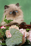 katzenfotos perser_colourpoint