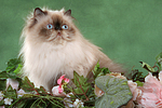 katzenfotos perser_colourpoint