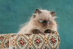 katzenfotos perser_colourpoint
