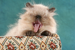 katzenfotos perser_colourpoint