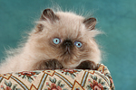 katzenfotos perser_colourpoint