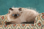 katzenfotos perser_colourpoint