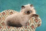 katzenfotos perser_colourpoint
