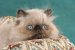 katzenfotos perser_colourpoint